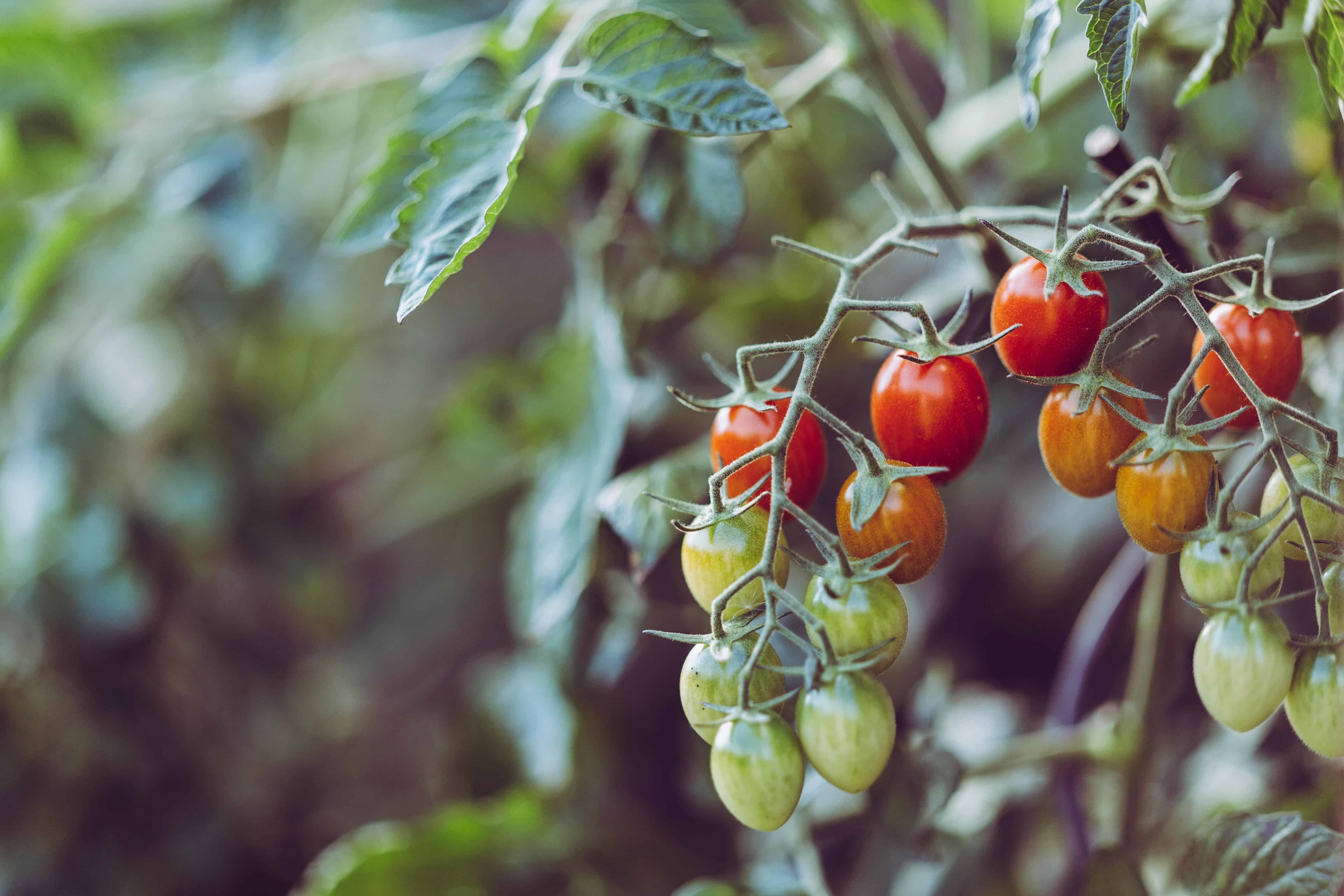 Farm produce