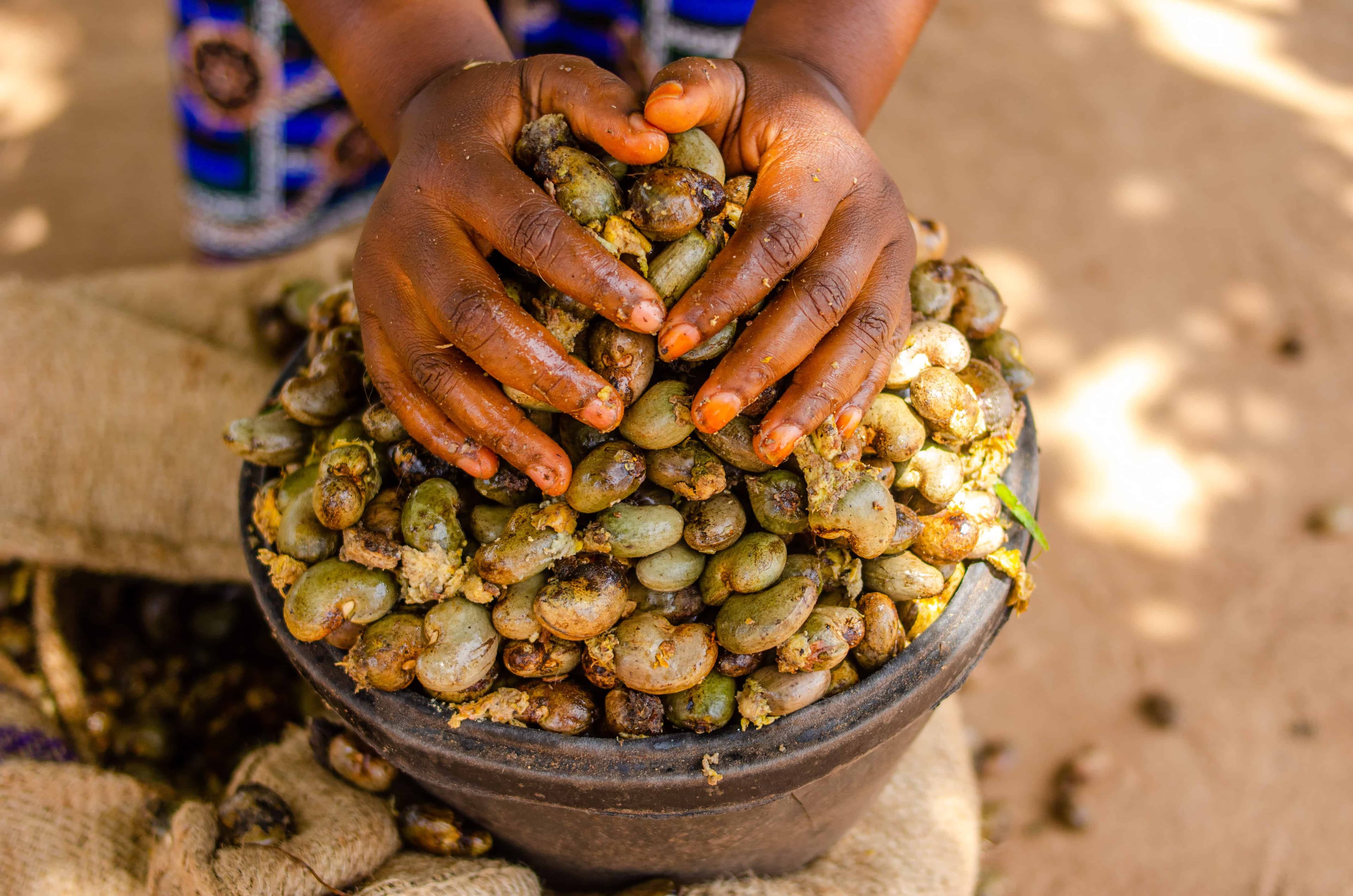 Since 2018, we've been at the forefront of Trading and Logistics Handling of Raw Cashew Nuts, Sesame Seeds, Soy Beans and Paddy Rice to meet the needs of  Foreign Trade Merchants, Local Trade Merchants and Processors.